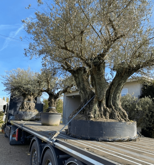 livraison olivier